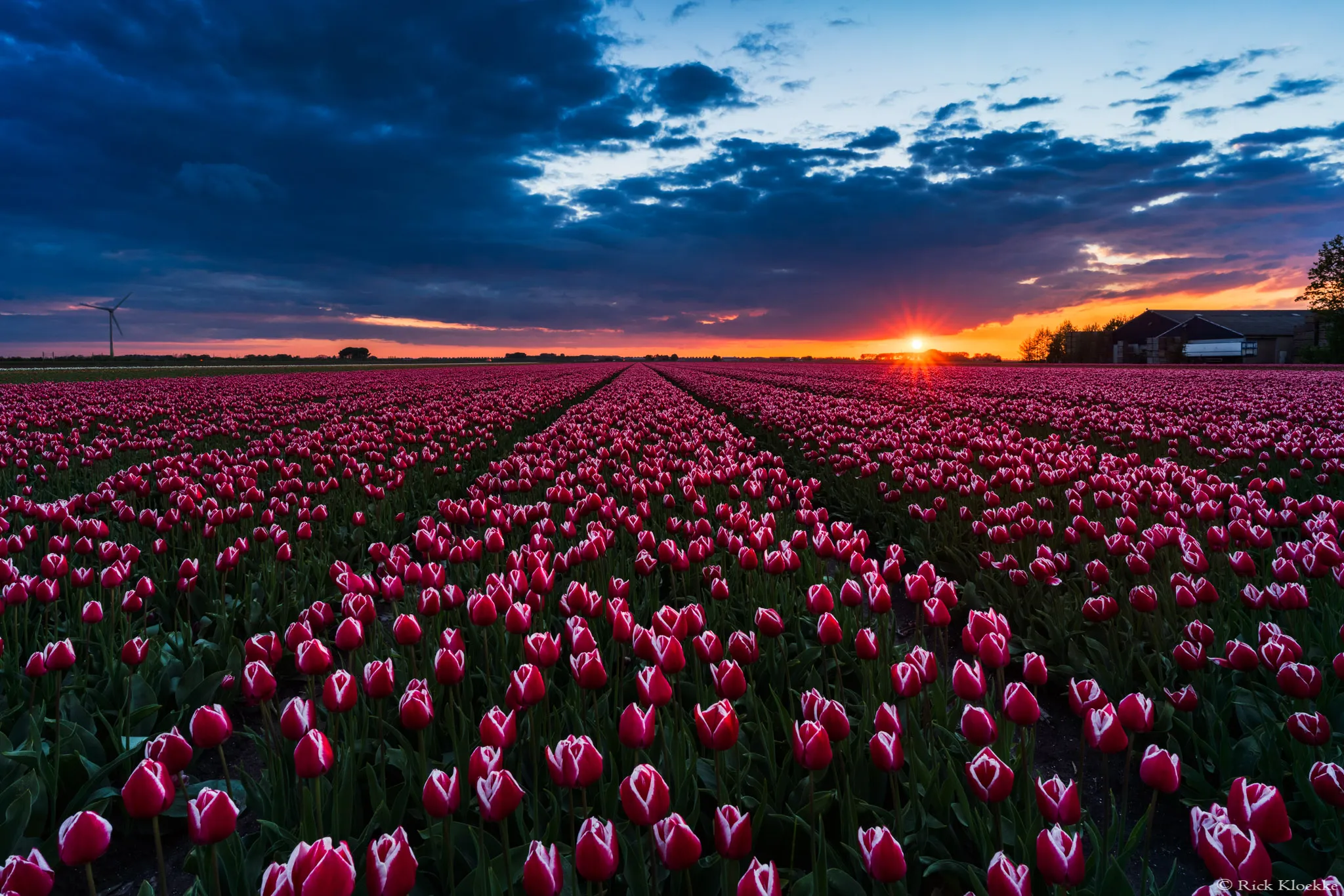 I Captured The Amazing Dutch Tulip Fields In A Timelapse!