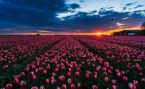 I Captured The Amazing Dutch Tulip Fields In A Timelapse!