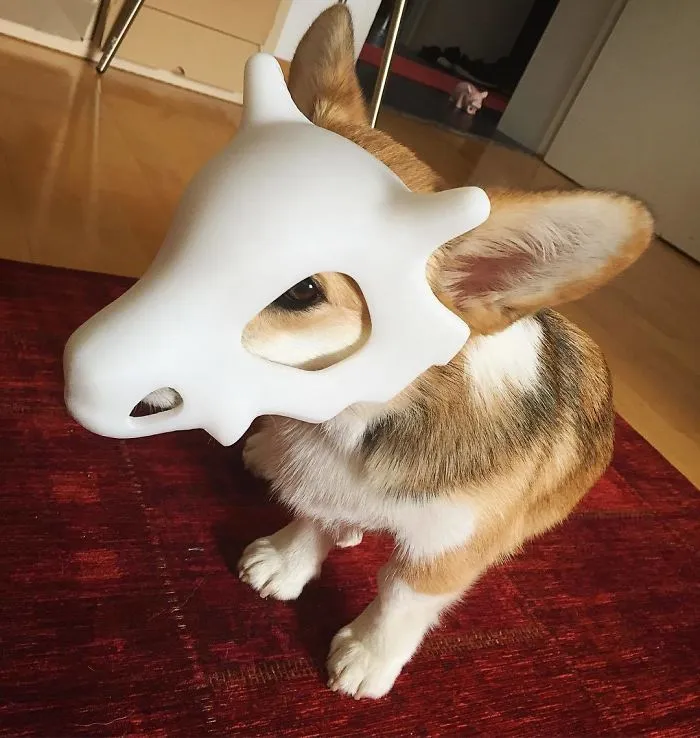 Cubone Corgi