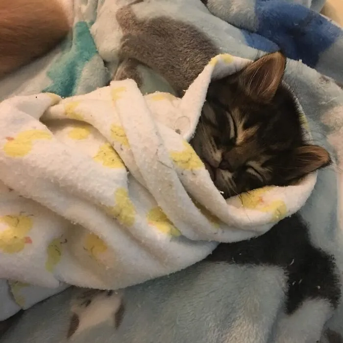 We Can't Wrap Our Heads On How Cute These Purrito Cat Wraps Are