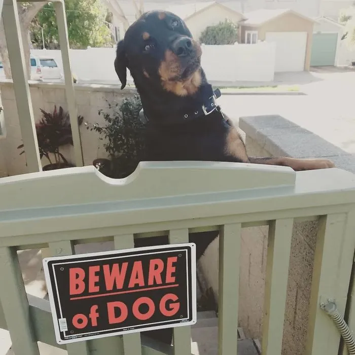 Señor cartero, creo que hay un perro malo en esta casa, pero yo no lo he visto