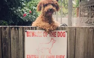 30 'Dangerous' Dogs Behind 'Beware Of Dog' Signs