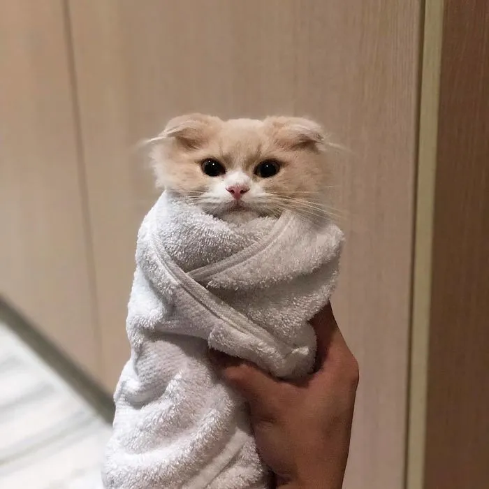 We Can't Wrap Our Heads On How Cute These Purrito Cat Wraps Are
