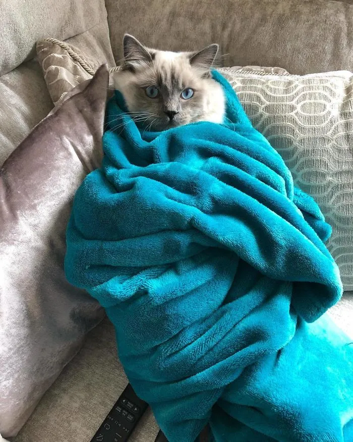 We Can't Wrap Our Heads On How Cute These Purrito Cat Wraps Are