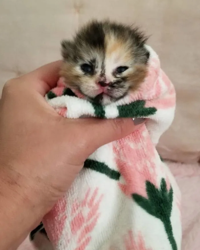 We Can't Wrap Our Heads On How Cute These Purrito Cat Wraps Are