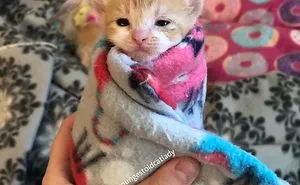 We Can't Wrap Our Heads On How Cute These Purrito Cat Wraps Are