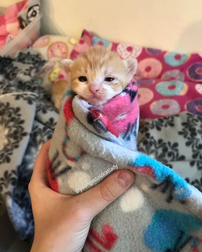 We Can't Wrap Our Heads On How Cute These Purrito Cat Wraps Are