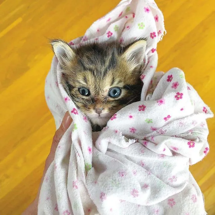 We Can't Wrap Our Heads On How Cute These Purrito Cat Wraps Are