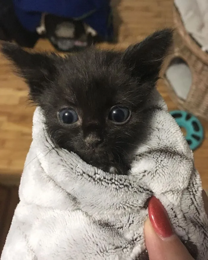 We Can't Wrap Our Heads On How Cute These Purrito Cat Wraps Are