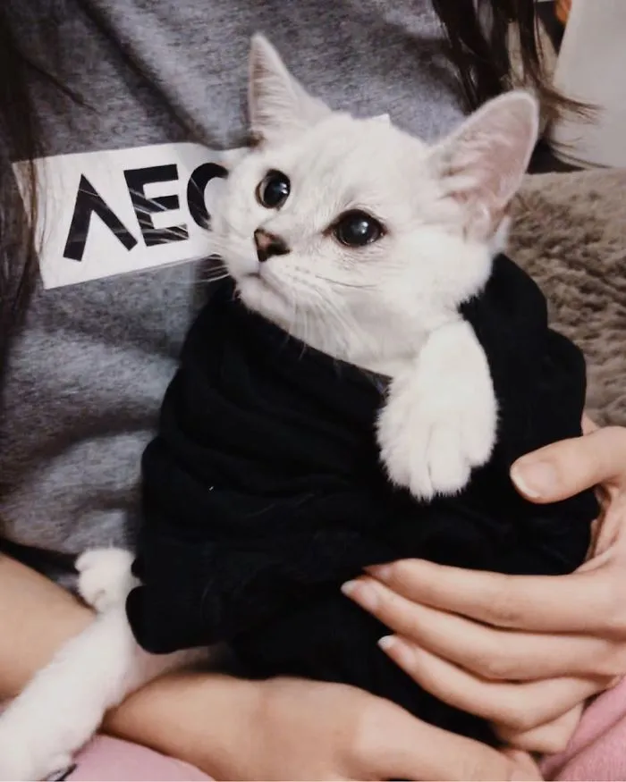 We Can't Wrap Our Heads On How Cute These Purrito Cat Wraps Are