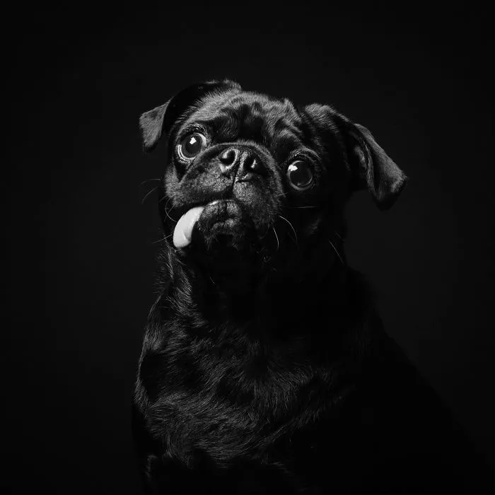 Toby