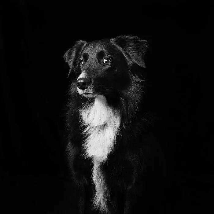 Guinness