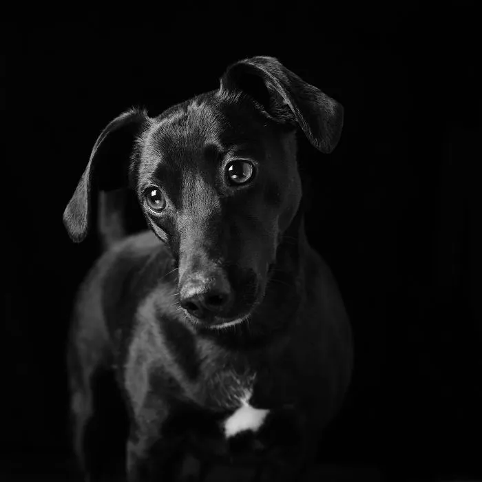 Echo