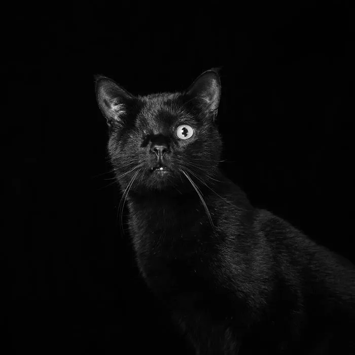Merlin