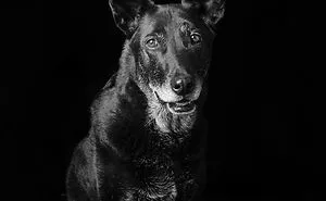 Black Dogs And Cats Are Last On The List For Adoption, I Want To Change That By Taking Beautiful Portraits Of Them