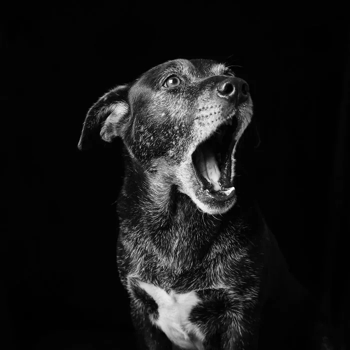 Dogg