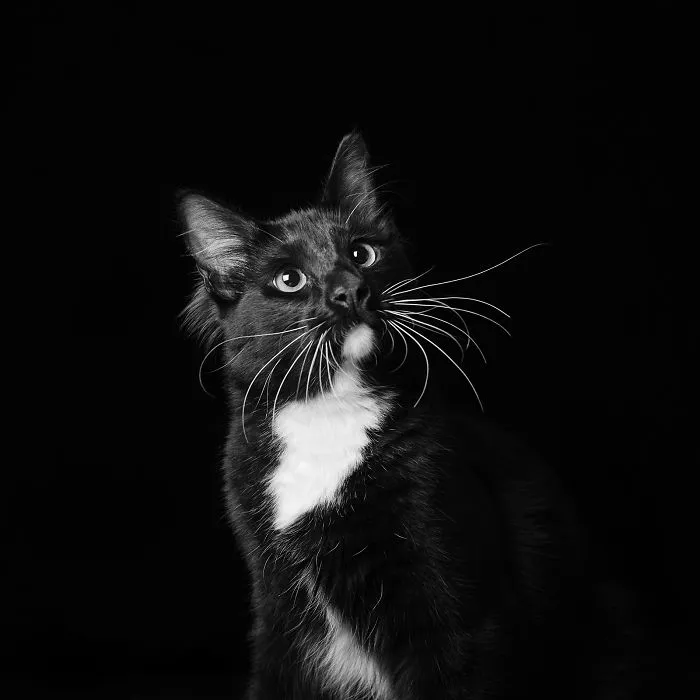 Merlin