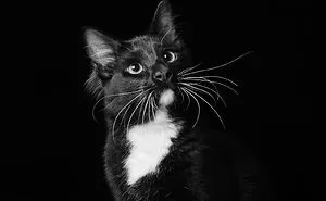 Black Dogs And Cats Are Last On The List For Adoption, I Want To Change That By Taking Beautiful Portraits Of Them