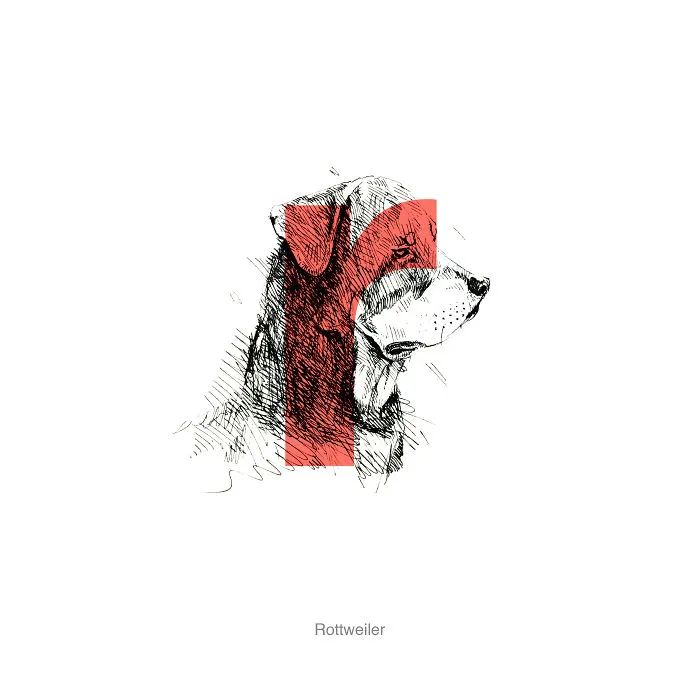 Dog Alphabet Number Two, That I Made From The First Letters Of Their Breeds