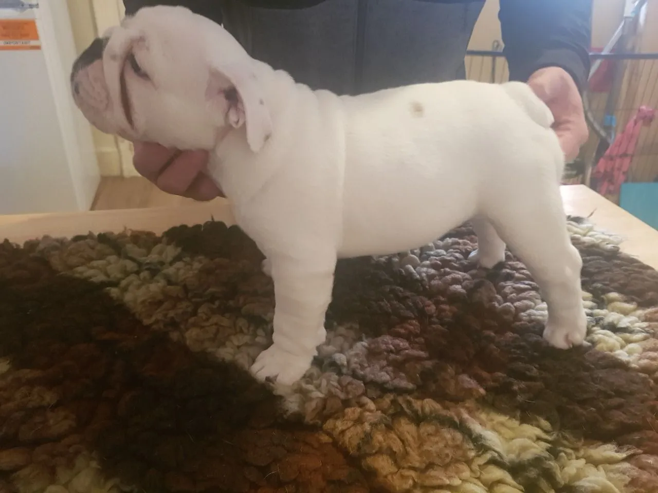 This Is A Beautiful Puppy Looking For A Good Home