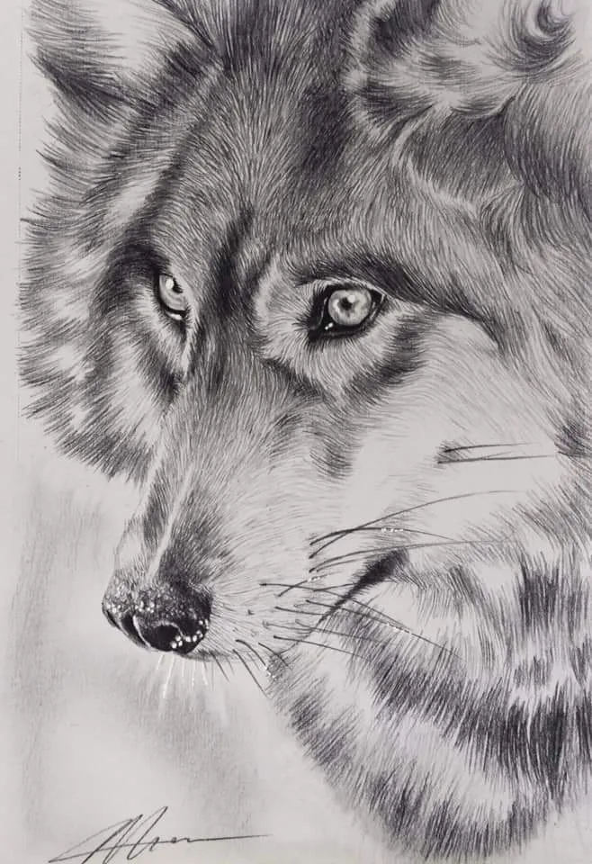 Wolf