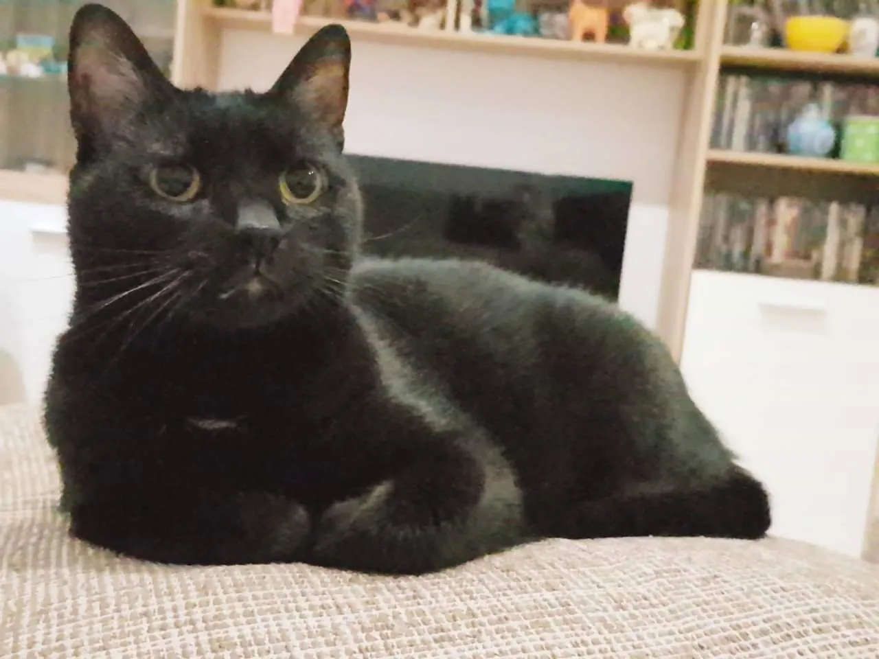 Bella, The Black Panther