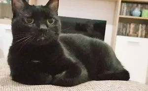 Bella, The Black Panther