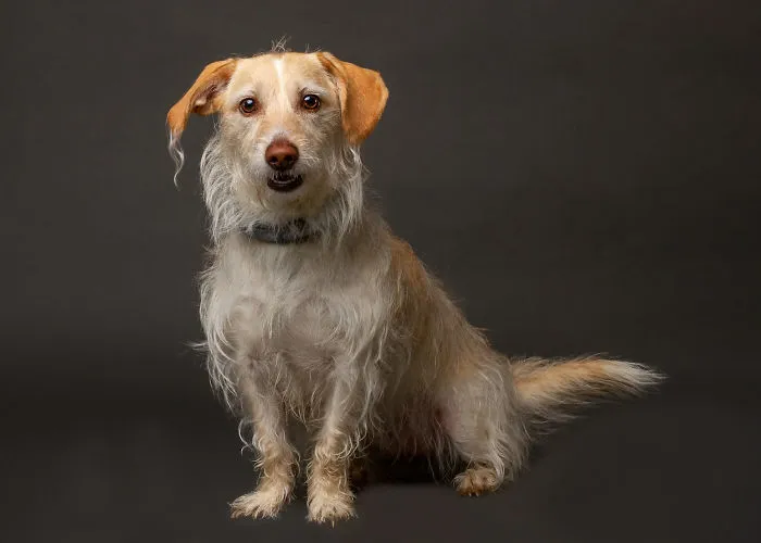 I Photographed Almost 30 Dogs In 3 Days To Raise Money For Animals In Need