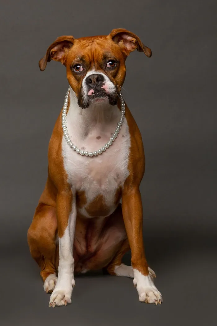 I Photographed Almost 30 Dogs In 3 Days To Raise Money For Animals In Need