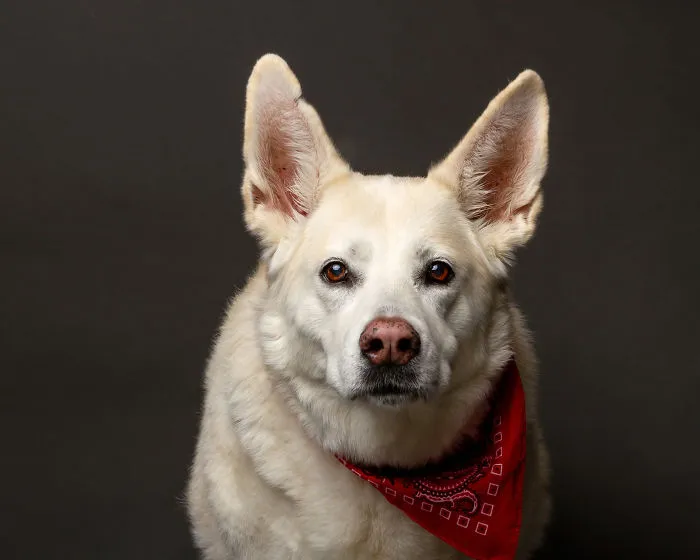 I Photographed Almost 30 Dogs In 3 Days To Raise Money For Animals In Need