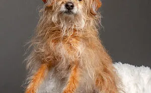 I Photographed Almost 30 Dogs In 3 Days To Raise Money For Animals In Need
