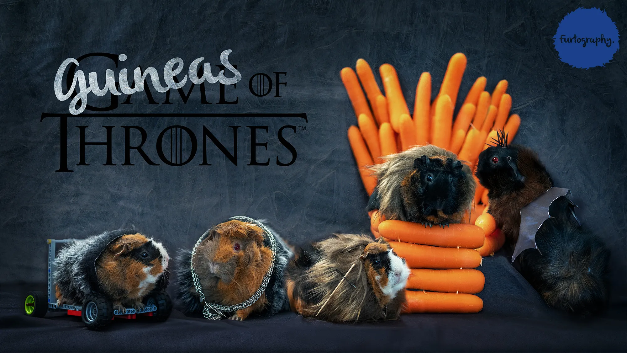 I Turned My Friends Guinea Pigs Into Starks For Guineas Of Thrones!
