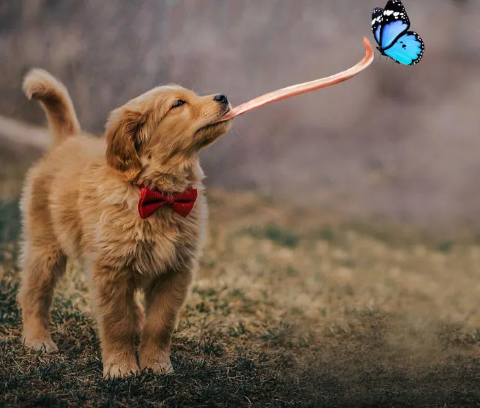 Picture Of A Beautiful Puppy With A Butterfly Inspired A Photoshop Battle And Here Are 11 Of The Best Examples
