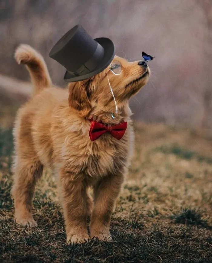 Picture Of A Beautiful Puppy With A Butterfly Inspired A Photoshop Battle And Here Are 11 Of The Best Examples