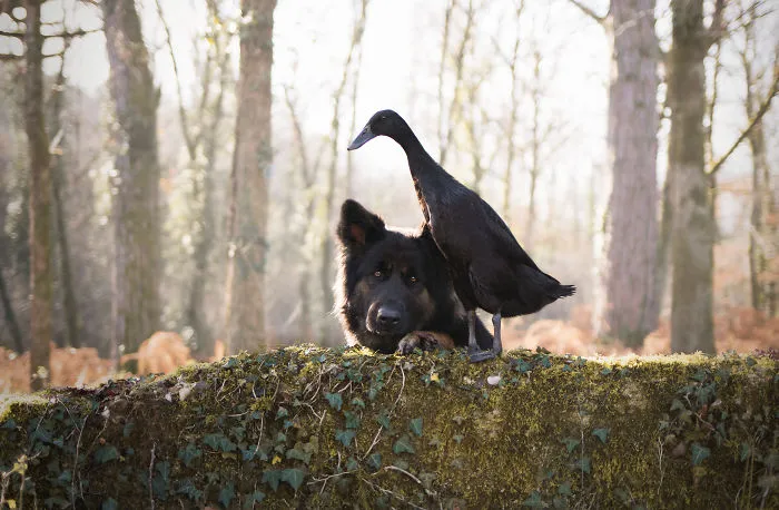 I Capture The Unexpected Friendship Between My Dog And My Duck On Film (25 Pics)