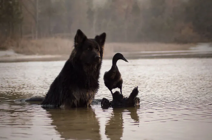 I Capture The Unexpected Friendship Between My Dog And My Duck On Film (25 Pics)