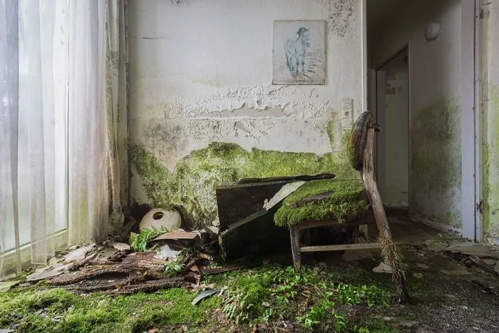 I Found Places Where Nature Takes Over Places Abandoned By Humans