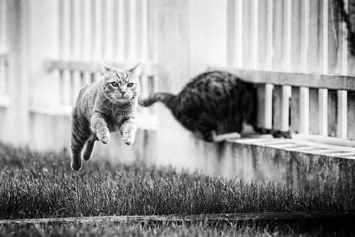 I Have Photos That Prove That My Cat Ricky Can Fly
