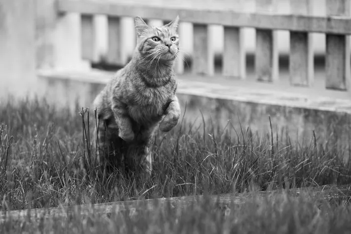 I Have Photos That Prove That My Cat Ricky Can Fly