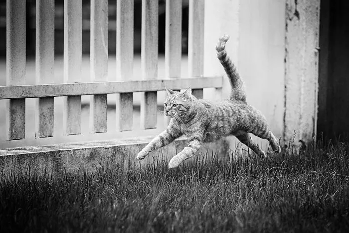 I Have Photos That Prove That My Cat Ricky Can Fly
