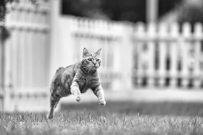 I Have Photos That Prove That My Cat Ricky Can Fly