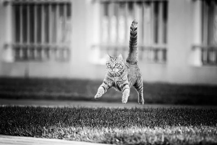 I Have Photos That Prove That My Cat Ricky Can Fly