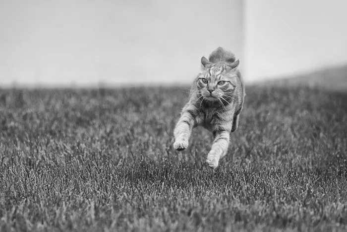 I Have Photos That Prove That My Cat Ricky Can Fly