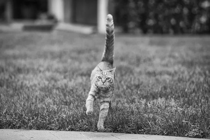 I Have Photos That Prove That My Cat Ricky Can Fly