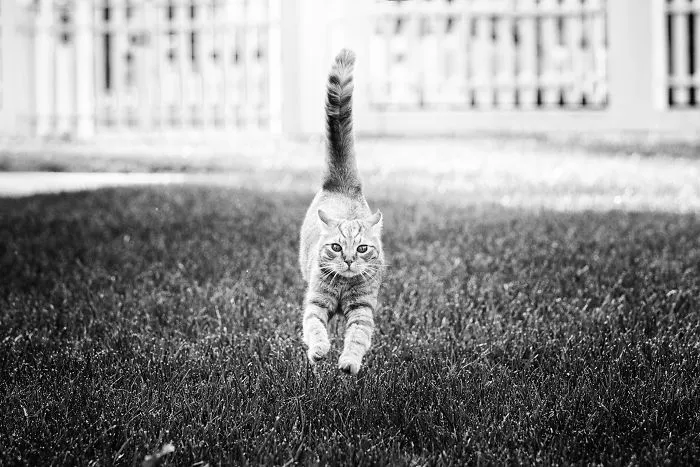 I Have Photos That Prove That My Cat Ricky Can Fly