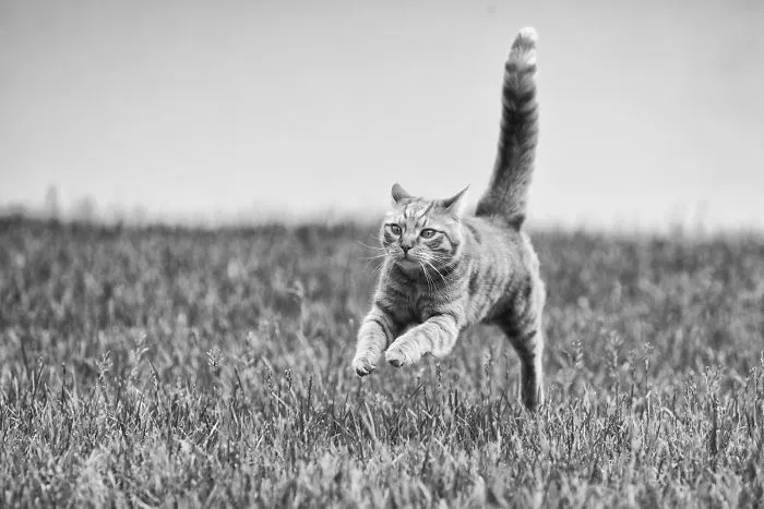 I Have Photos That Prove That My Cat Ricky Can Fly