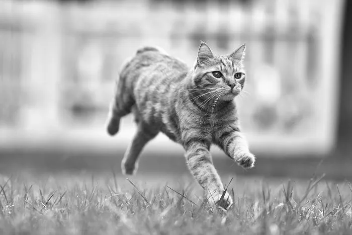 I Have Photos That Prove That My Cat Ricky Can Fly