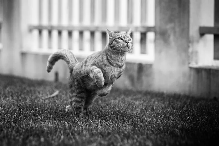 I Have Photos That Prove That My Cat Ricky Can Fly