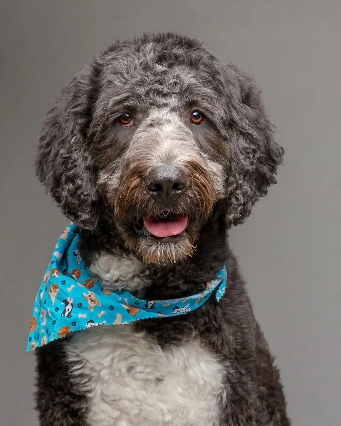 I Photographed Almost 30 Dogs In 3 Days To Raise Money For Animals In Need