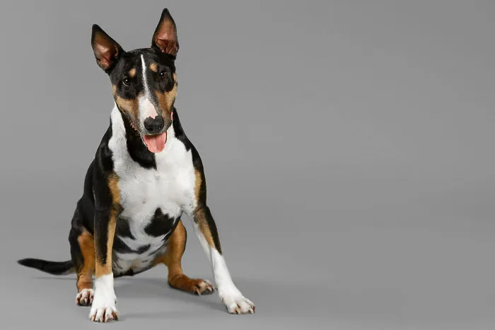 I Photographed Almost 30 Dogs In 3 Days To Raise Money For Animals In Need